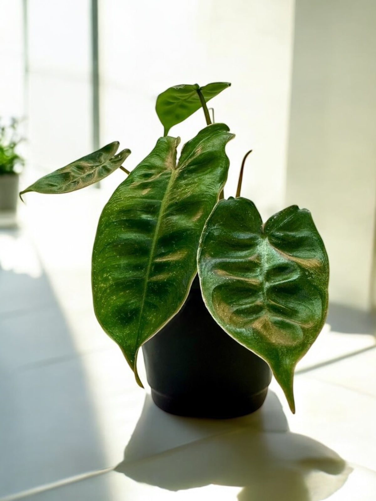 Philodendron Billietiae