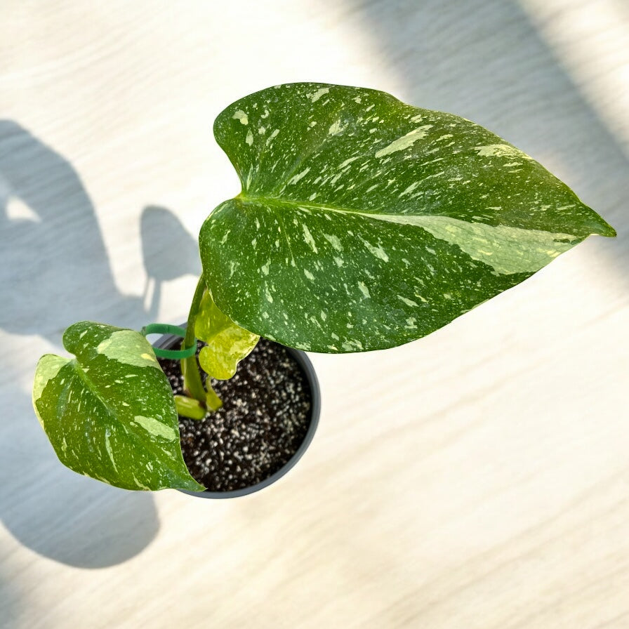 Monstera Thai Constellation