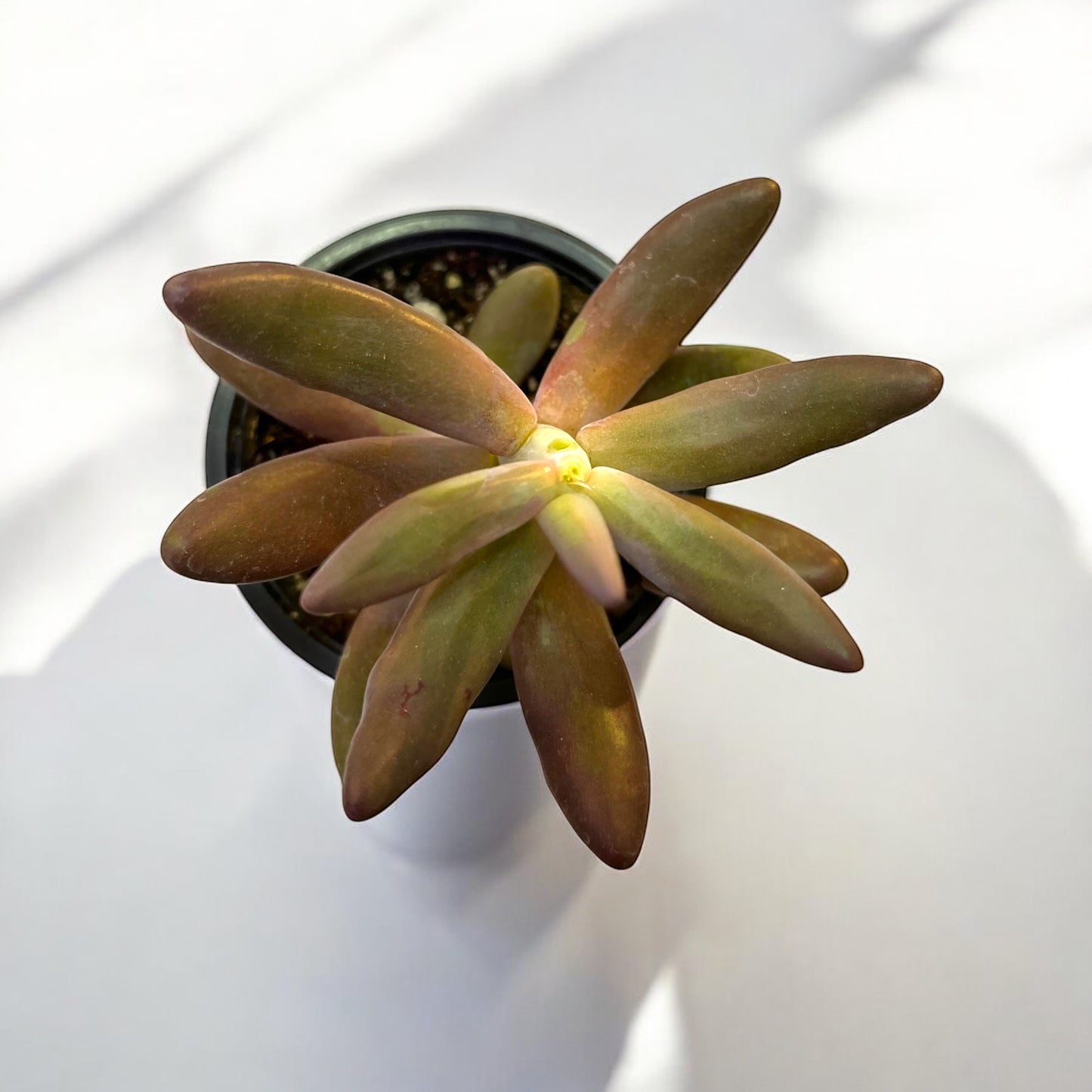 Pachysedum Ganzhov