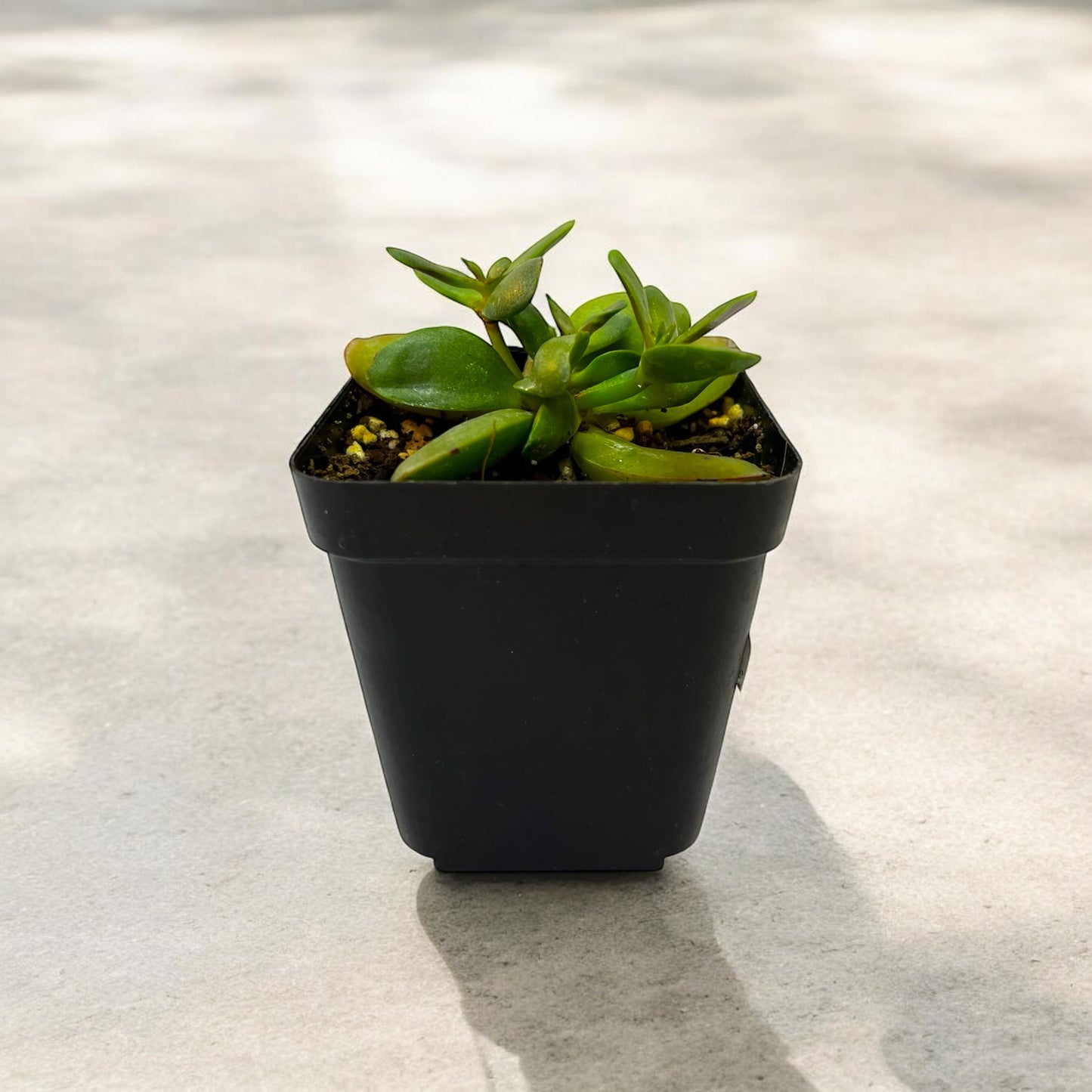 Crassula Pubescens Rattrayi