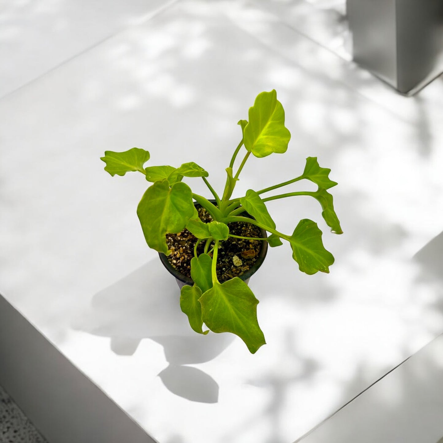 Philodendron Warscewiczii