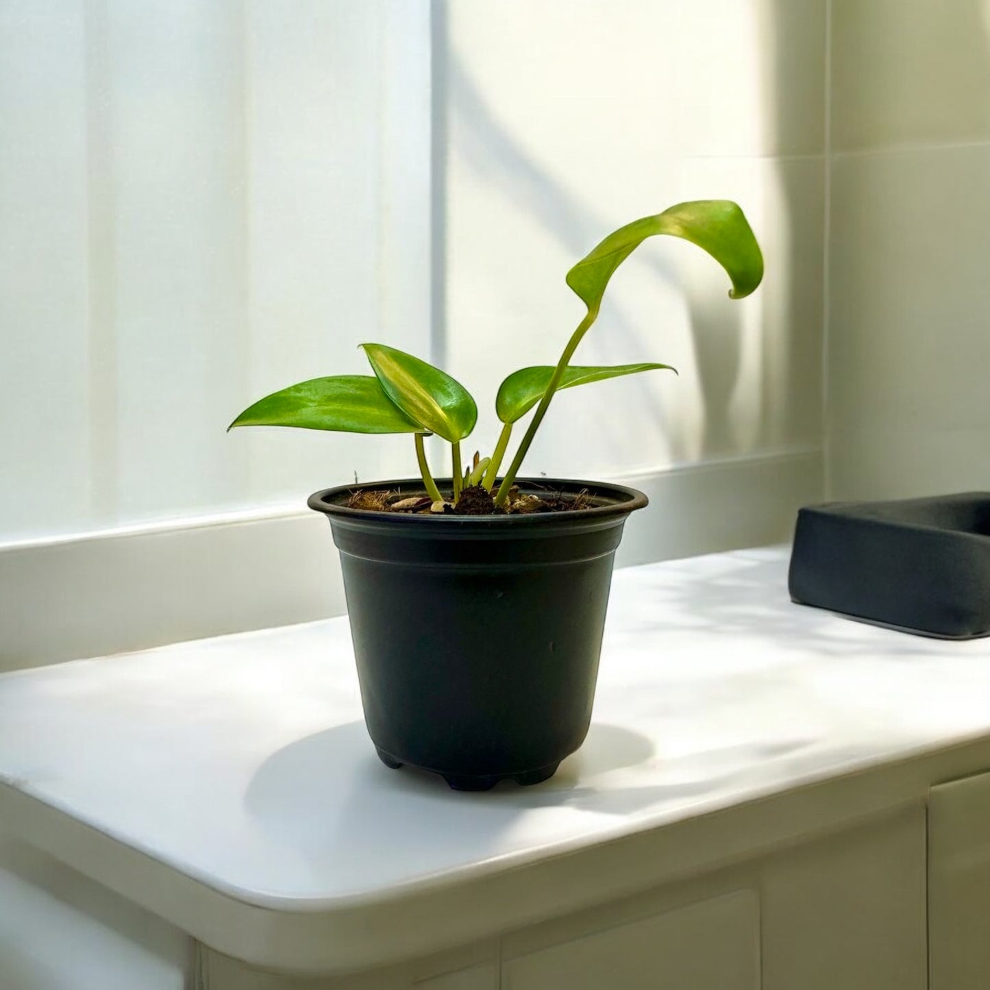 Philodendron Longifolio Enano