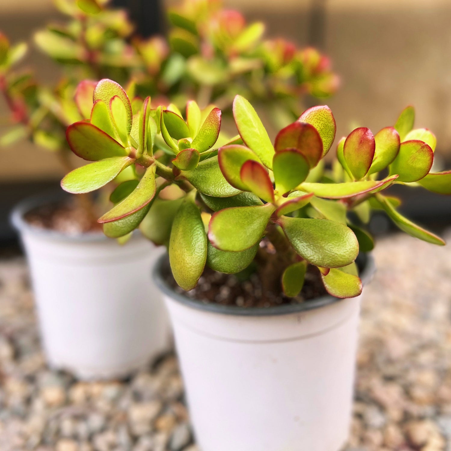 Las suculentas, son plantitas muy especiales ya que llevan agüa dentro de sus hojitas, por lo tanto, su riego debe ser mucho menor que las plantas de interior.