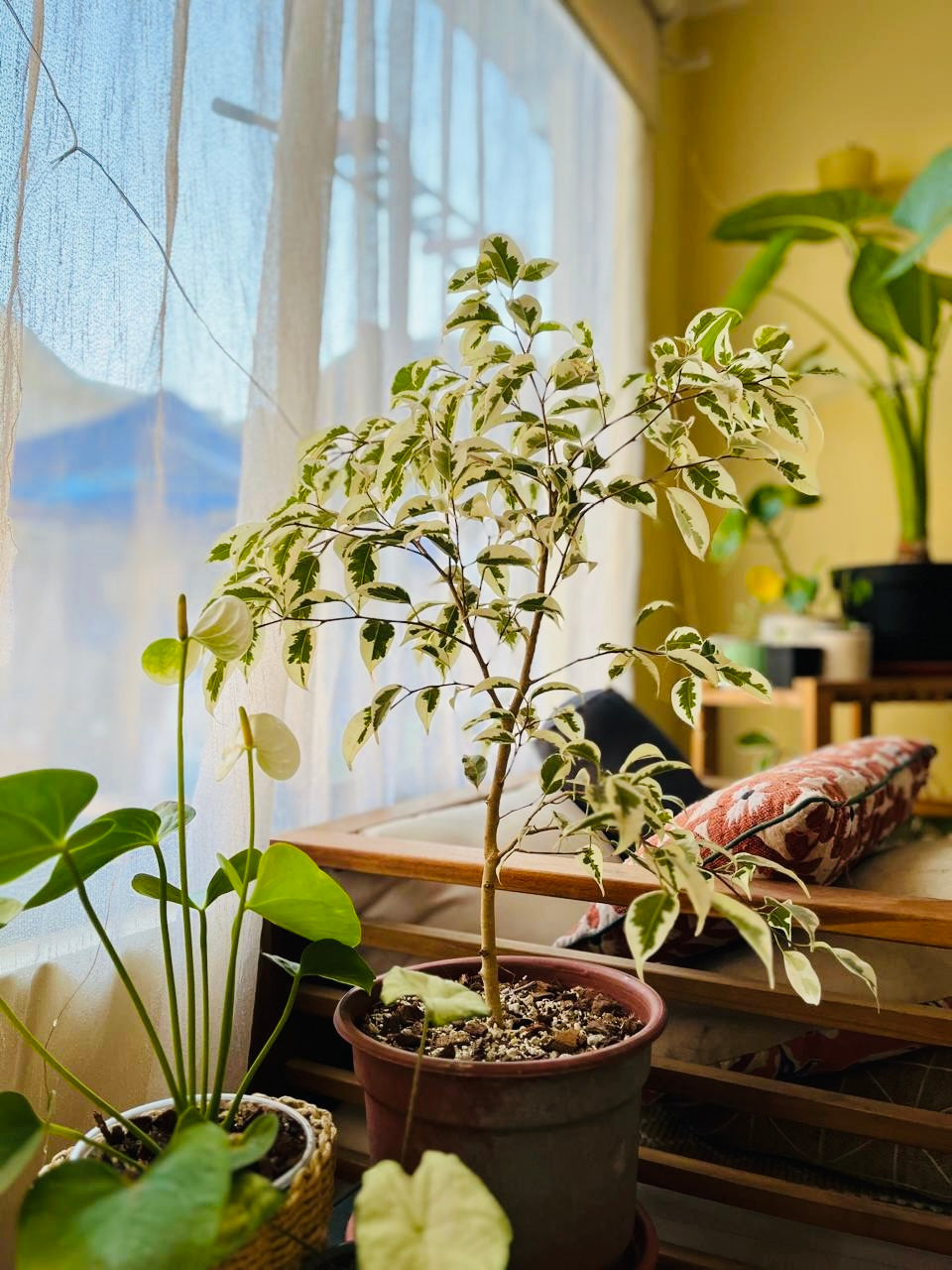 Las plantas de interior, son aquellos que no pueden recibir los rayos de sol de forma directa ya que éstas se podrían quemar. Por lo tanto, depende de cada familia, puedes tenerlas dentro de casa (idealmente) o resguardada en exterior.