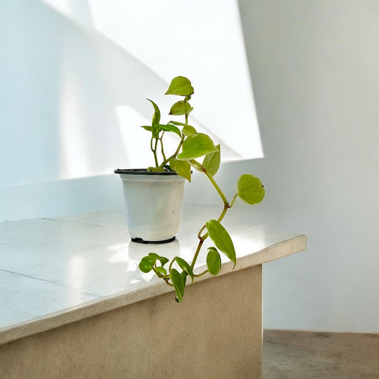 Peperomia Serpens
