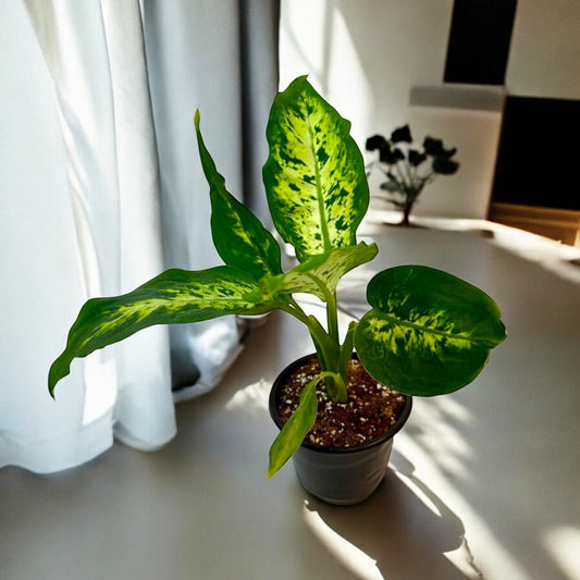Dieffenbachia