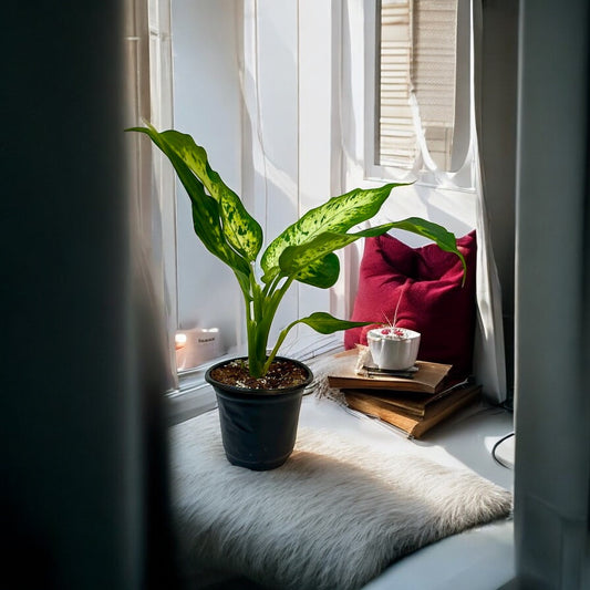 Dieffenbachia