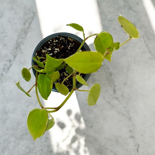 Peperomia Serpens