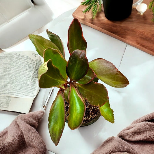 Peperomia Ginny