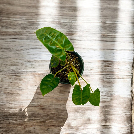 Philodendron Billietiae