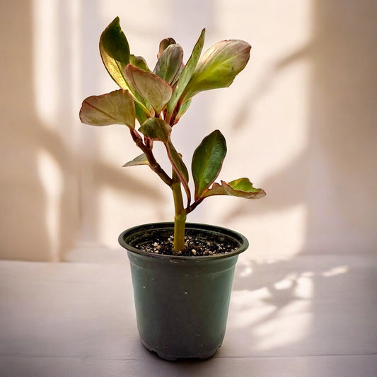 Peperomia Ginny