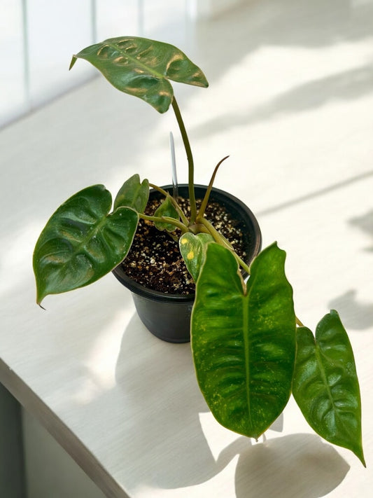 Philodendron Billietiae