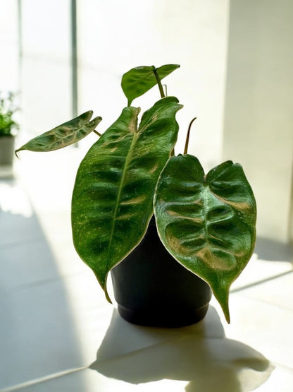 Philodendron Billietiae