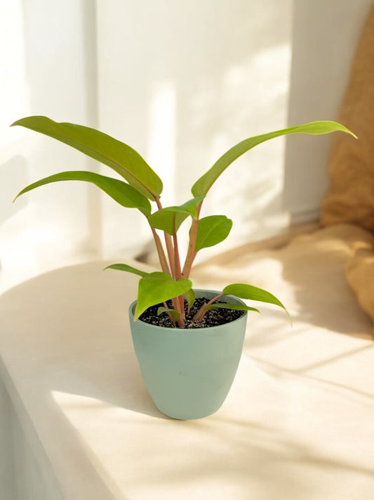 Philodendron Malay Gold