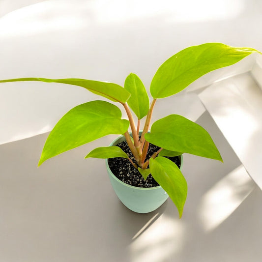 Philodendron Malay Gold