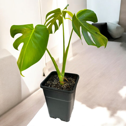 Monstera Deliciosa