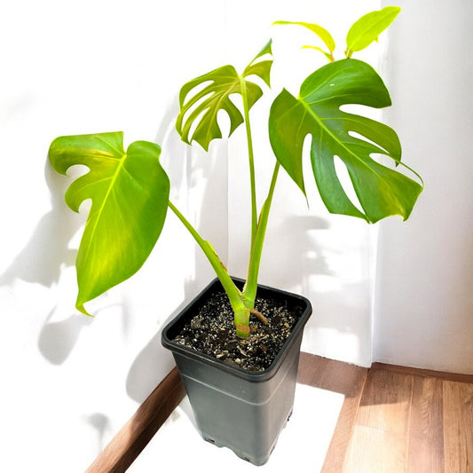 Monstera Deliciosa