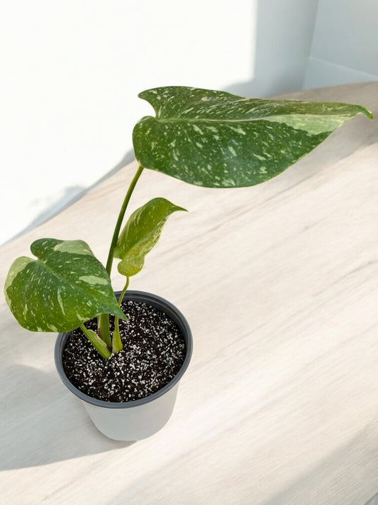 Monstera Thai Constellation