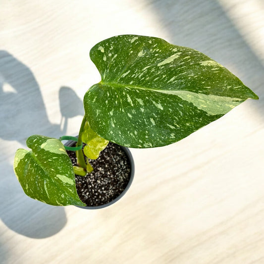 Monstera Thai Constellation