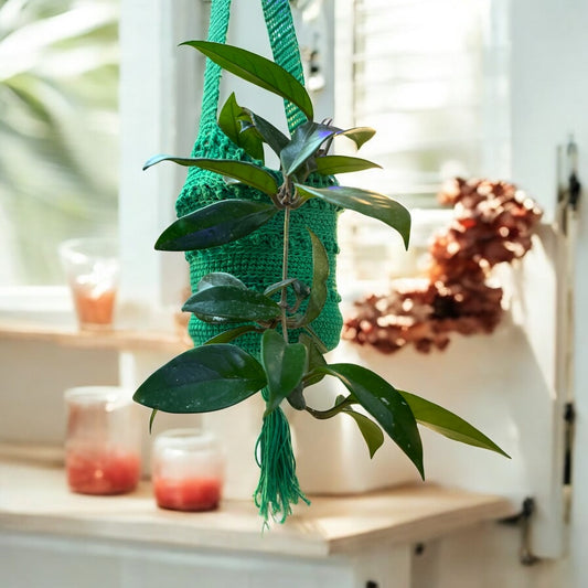 Hoya Carnosa (Clepia)