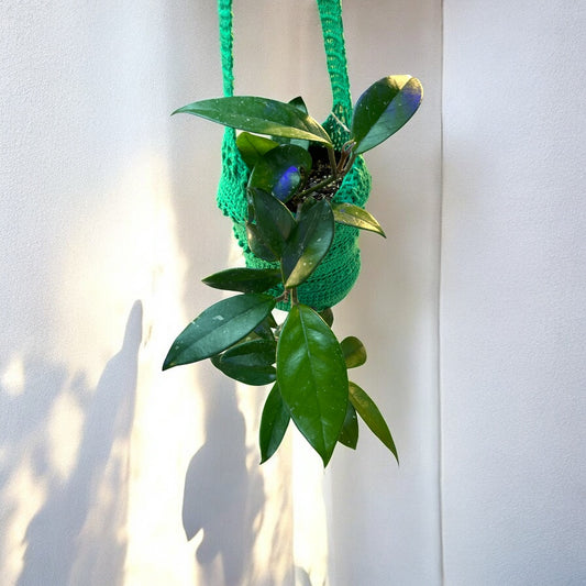 Hoya Carnosa (Clepia)