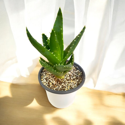 Aloe Perfoliata