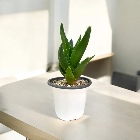 Aloe Perfoliata