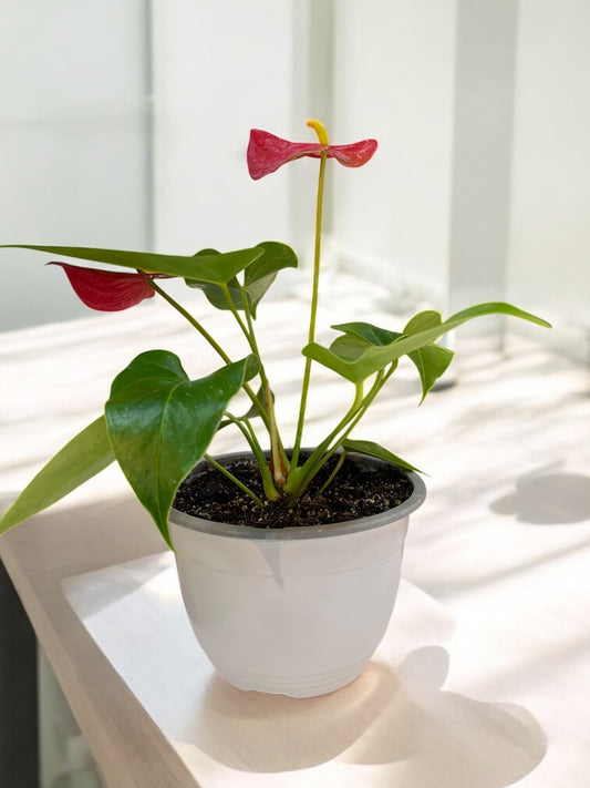 Anthurium (Rojo)