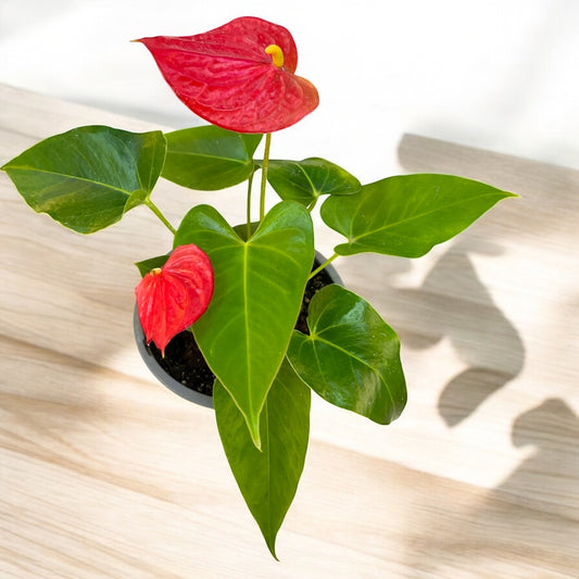 Anthurium (Rojo)