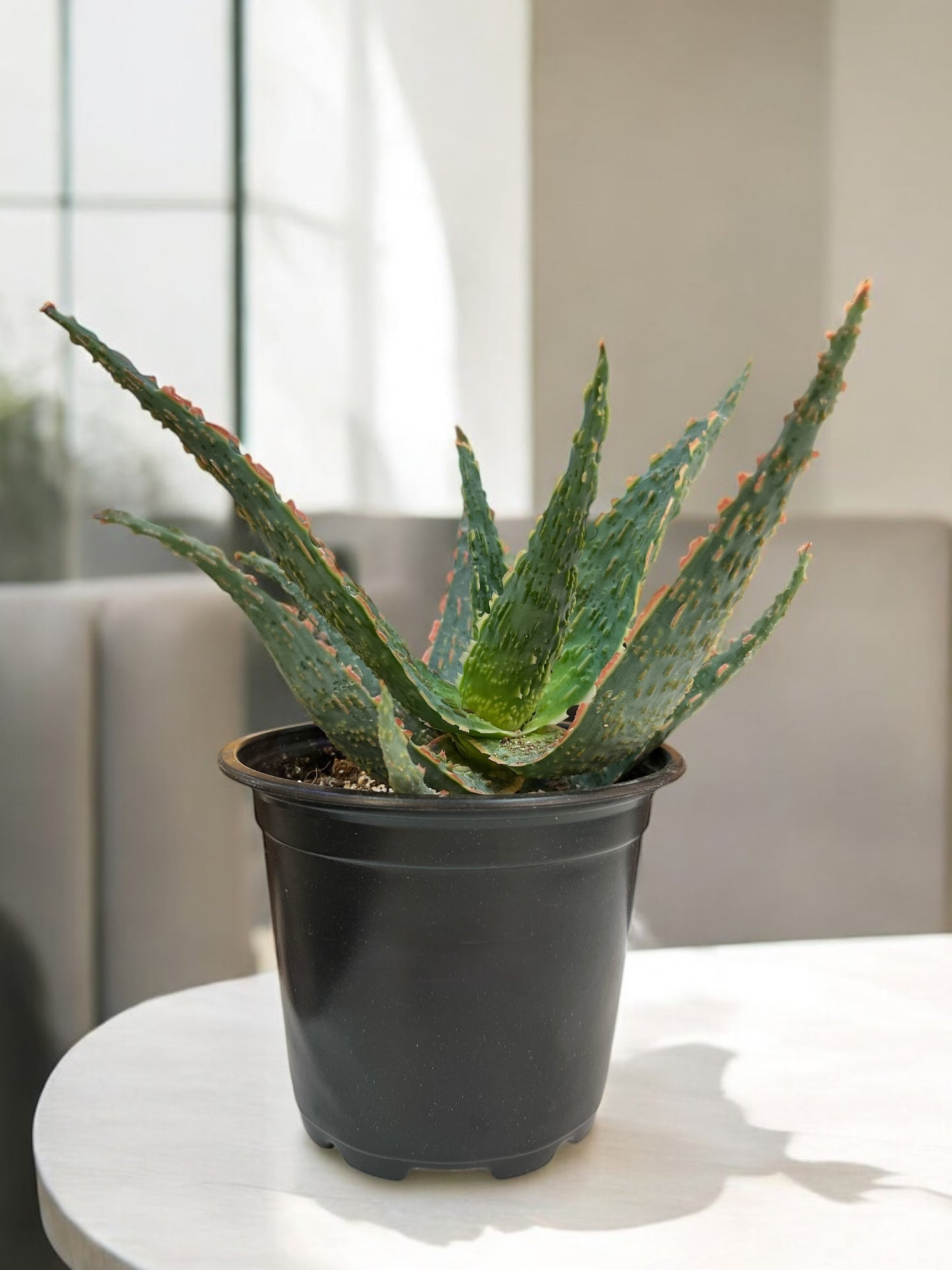 Aloe Christmas Carol