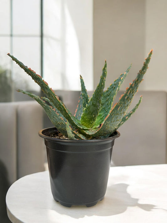 Aloe Christmas Carol