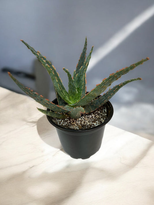 Aloe Christmas Carol