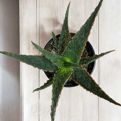 Aloe Christmas Carol