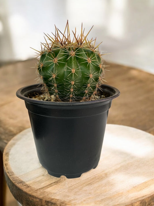 Echinopsis Tubiflora