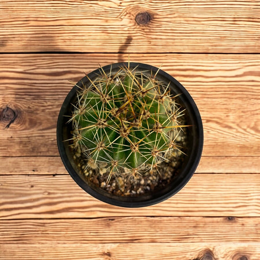 Echinopsis Tubiflora