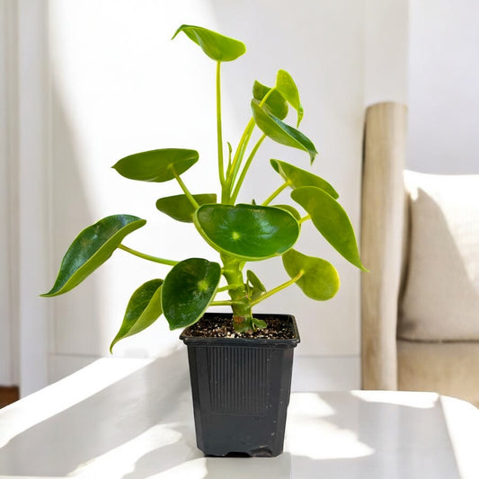 Peperomia Cucharita