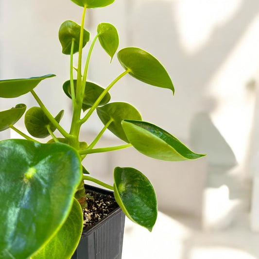 Peperomia Cucharita