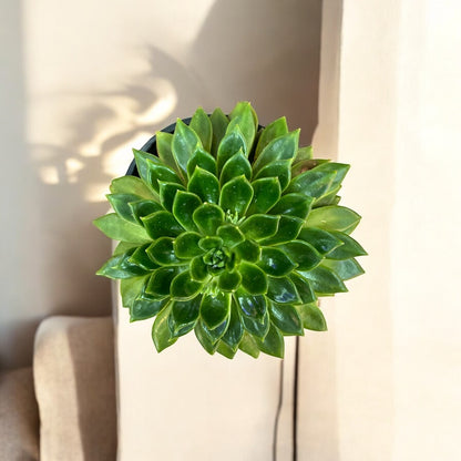 Echeveria Agavoides