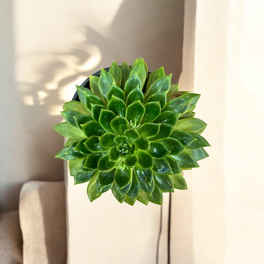 Echeveria Agavoides