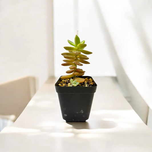 Graptopetalum paraguanense