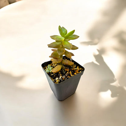Graptopetalum paraguanense