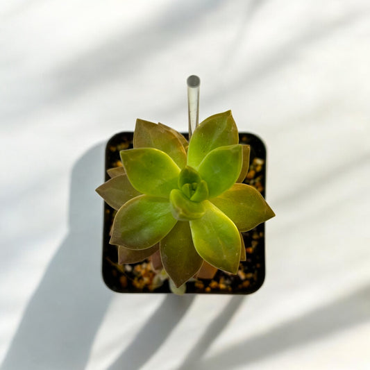 Graptopetalum paraguanense