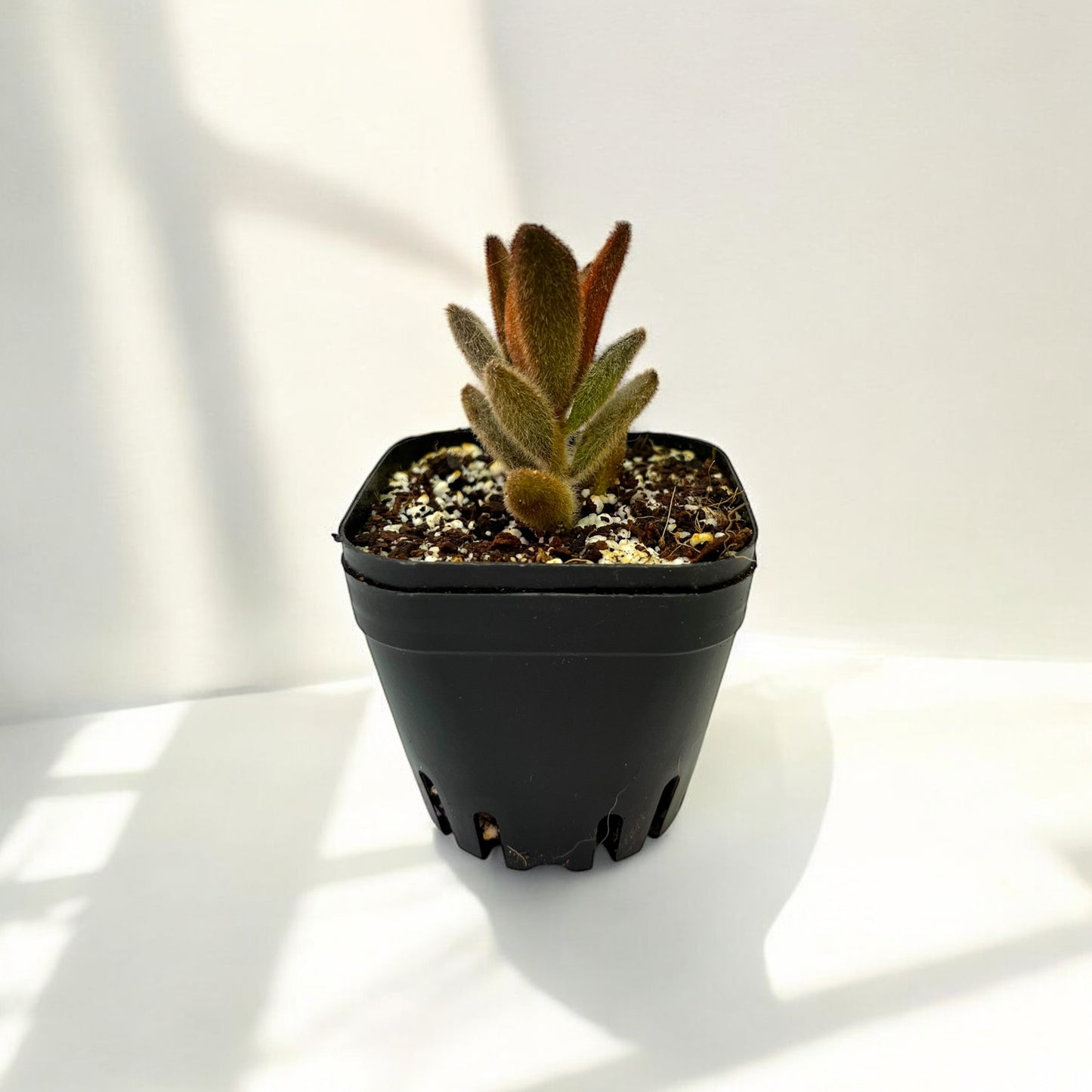 Kalanchoe Panda