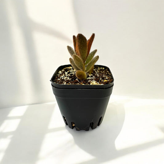 Kalanchoe Panda