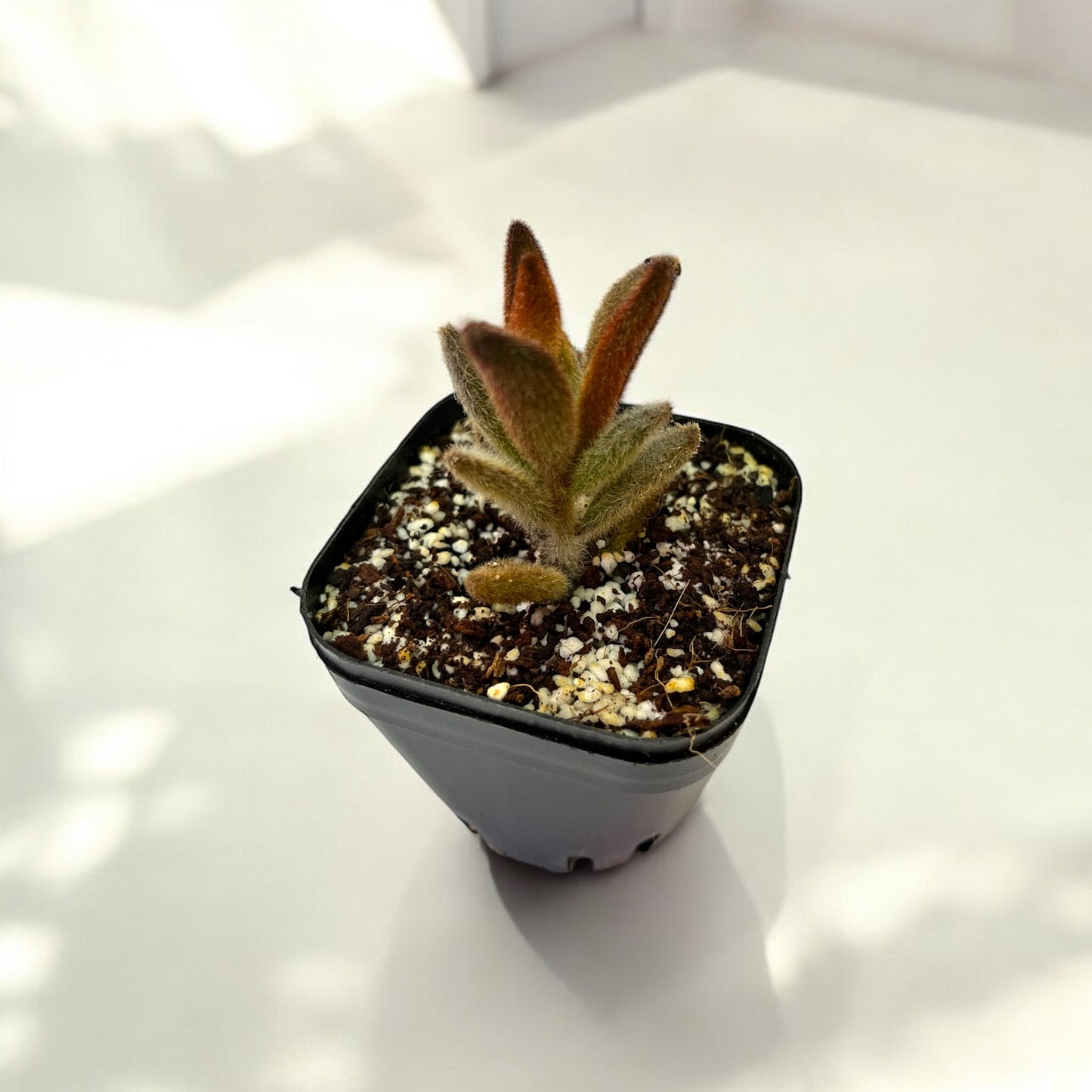 Kalanchoe Panda