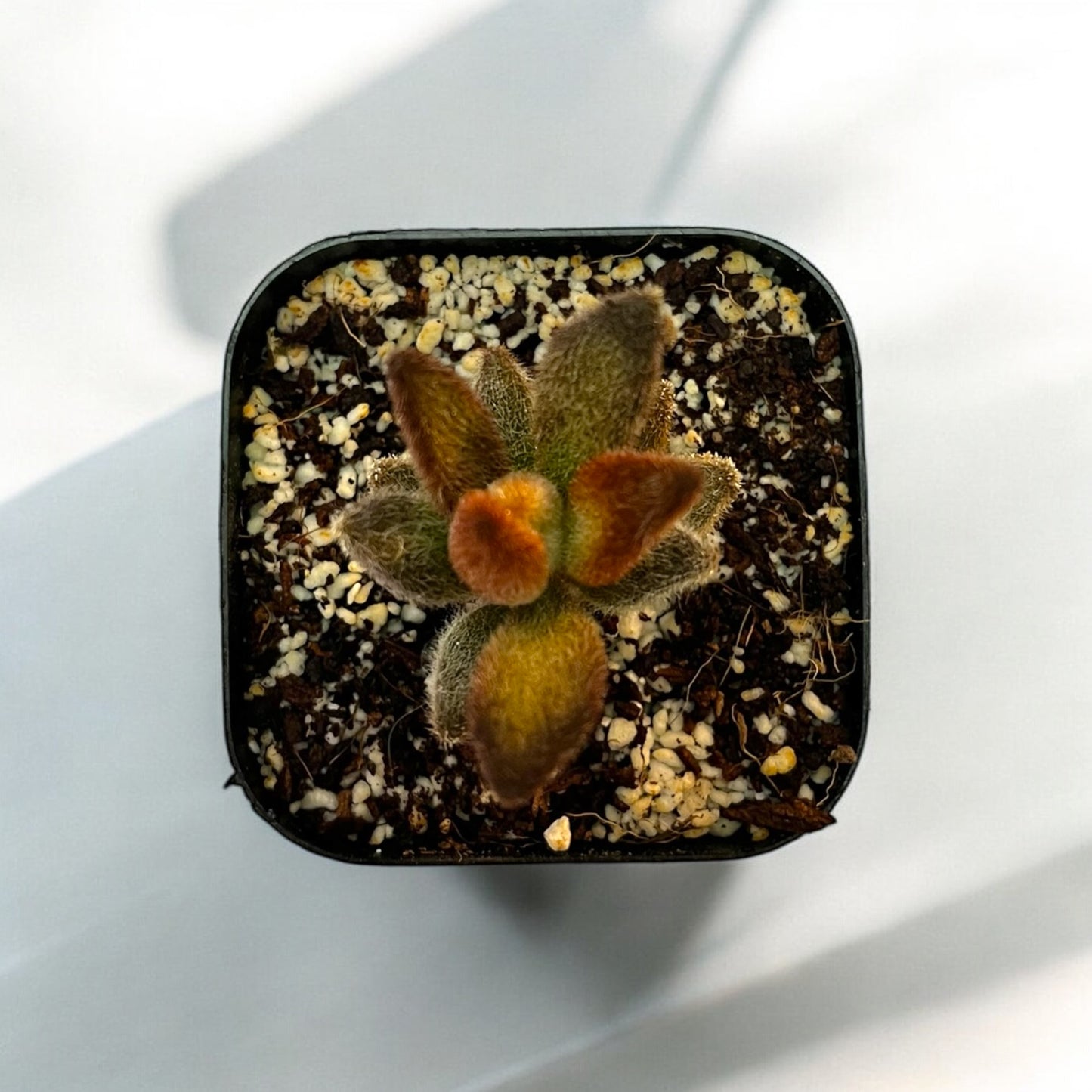 Kalanchoe Panda