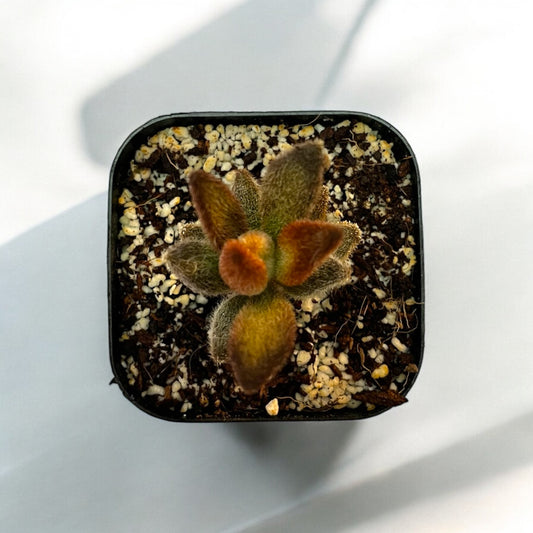 Kalanchoe Panda
