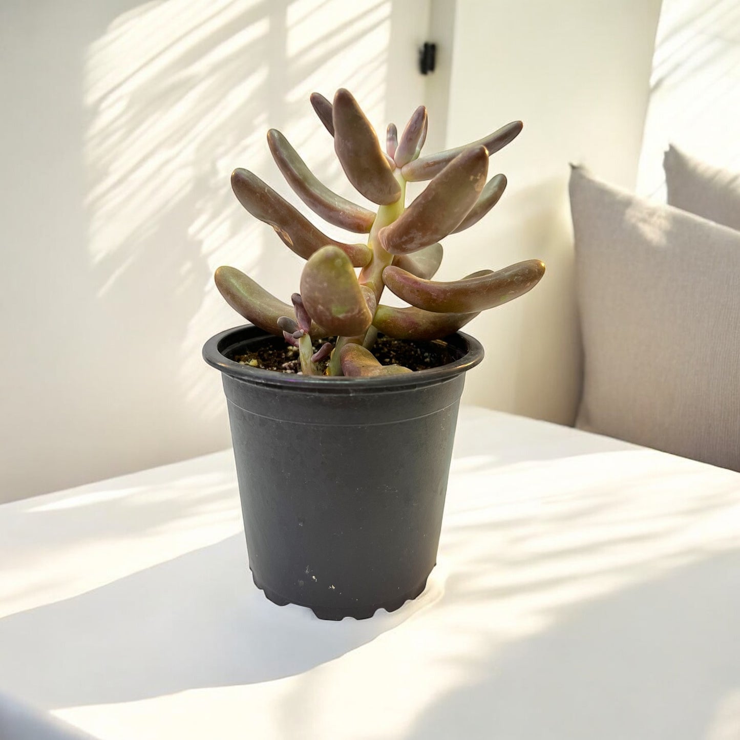 Pachysedum Ganzhov