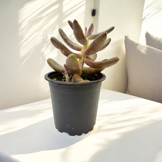 Pachysedum Ganzhov