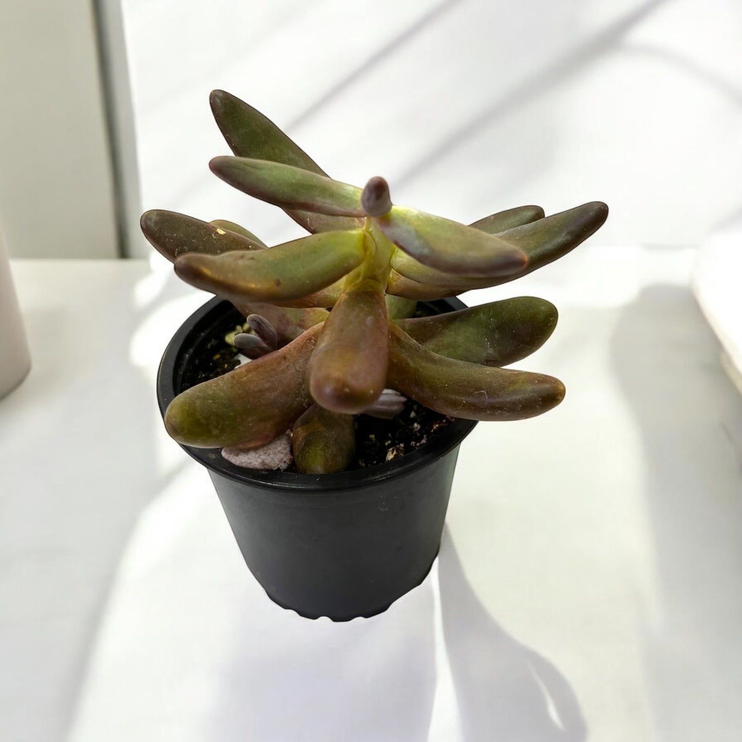 Pachysedum Ganzhov